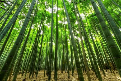 Che cos'è il bambù e come può essere utilizzato