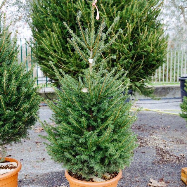 Albero Di Natale Vero Come Farlo Sopravvivere.Albero Di Natale Come Farlo Sopravvivere Alle Feste Torino Oggi