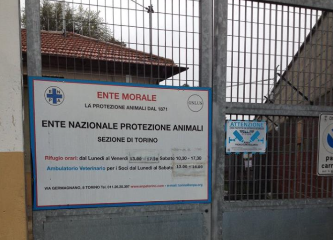 Lavoro al canile di Torino, l’Enpa cerca un operatore part-time