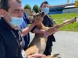 Liberazione capriolo Luserna San Giovanni