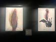 Mostra dedicata a Carol Rama presso la Fondazione Accorsi Ometto