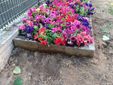 Nuove idee per le aiuole del giardino Alimonda