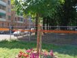 Nuove idee per le aiuole del giardino Alimonda