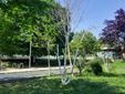 Gli alberelli del giardino Grosa
