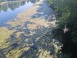 Alghe e piante acquatiche nel Po