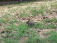 Mini lepri a spasso per il parco