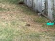 Mini lepri a spasso per il parco