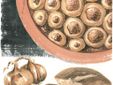 Cipolle ripiene piatto tipico della festa patronale  di San Bononio Abate