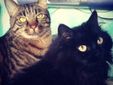 Alf e Tellina;