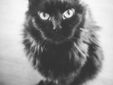 Tellina;