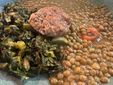 Lenticchie Kafta