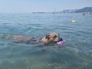Estate da bollino rosso e afa, pericolo anche per i cani