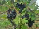 Uva pronta per la vendemmia Uva pronta per la vendemmia
