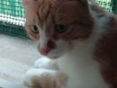 Uno dei gatti della colonia Uno dei gatti della colonia