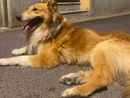 Smarrito un cane collie nella zona di Bibiana Smarrito un cane collie nella zona di Bibiana