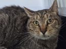 Smarrito un gatto anziano e malato: “Non può sopravvivere da solo”