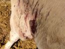 Lupi attaccano una mandria di mucche a Frossasco