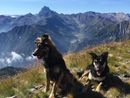 Argo e Fiamma, uccisi da un cacciatore lo scoro dicembre