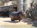Il Bioparco Zoom dice addio all’ippopotamo Lisa