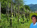 Moreno Soster e la sua vigna