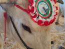 Carrù celebra la razza piemontese: asta del bue, pranzo e giochi alla nona Festa della Carne Carrù celebra la razza piemontese: asta del bue, pranzo e giochi alla nona Festa della Carne