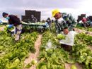 Quasi 80 mila le assunzioni di lavori stranieri: trainano costruzioni e agricoltura