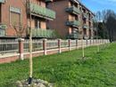 Alberi in via Agudio