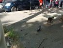 Incidente ai danni di un anziano Incidente ai danni di un anziano
