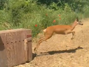 Moncalieri, femmina di capriolo salvata e rimessa in libertà Moncalieri, femmina di capriolo salvata e rimessa in libertà