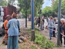 Valanga di firme per salvare gli alberi: la doppia protesta arriva in Comune Valanga di firme per salvare gli alberi: la doppia protesta arriva in Comune