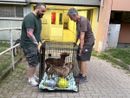 Nichelino, liberati e portati in salvo i due cani rimasti da soli da 15 giorni Nichelino, liberati e portati in salvo i due cani rimasti da soli da 15 giorni