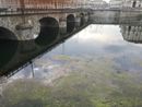 Alghe e rifiuti accumulati: gli operai puliscono il fiume Po Alghe e rifiuti accumulati: gli operai puliscono il fiume Po