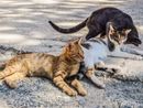 A Mirafiori Sud i gatti cercano volontari: basta un’ora (e tanto amore) A Mirafiori Sud i gatti cercano volontari: basta un’ora (e tanto amore)