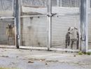 Canile di Torino pieno, arrivano 3 milioni per l'ampliamento Canile di Torino pieno, arrivano 3 milioni per l'ampliamento