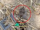 Ratti morti al giardino Grosa Ratti morti al giardino Grosa