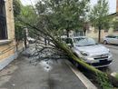 La pianta crollata sul marciapiede La pianta crollata sul marciapiede