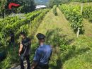 Controlli dei carabinieri contro il fenomeno del caporalato