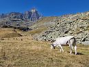 Emergenza erba per i pascoli in altura della provincia di Torino Emergenza erba per i pascoli in altura della provincia di Torino