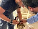 A Moncalieri messa in salvo una tartaruga dispersa (o abbandonata)