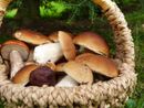 Il Porcino torna protagonista a Giaveno con Fungo in Festa Il Porcino torna protagonista a Giaveno con Fungo in Festa