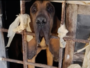 Animali denutriti, chiusi al buio tra escrementi e rifiuti: denunciata una donna a Coazze Animali denutriti, chiusi al buio tra escrementi e rifiuti: denunciata una donna a Coazze