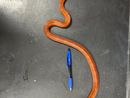 Il serpente del grano ritrovato a Torino Il serpente del grano ritrovato a Torino