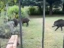 Nichelino, cighiali scorrazzano di fronte ad un giardino in zona Boschetto