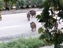 Emergenza cinghiali a Nichelino, un gruppo di ungulati scorrazza tra i rifiuti in via Torricelli Emergenza cinghiali a Nichelino, un gruppo di ungulati scorrazza tra i rifiuti in via Torricelli