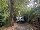 Maxi potatura per gli alberi attorno ai campi sportivi del Carrara Maxi potatura per gli alberi attorno ai campi sportivi del Carrara