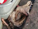 Abominio in Barriera di Milano