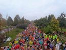 Sciame di calabroni imperversa a La Mandria durante la maratona Sciame di calabroni imperversa a La Mandria durante la maratona