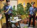 La marijuana sequestrata dai carabinieri all'interno dell'abitazione di Chieri