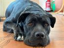 cane corso triste