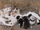 Guai a chi tocca i gatti vagabondi: Nichelino lancia una campagna di sensibilizzazione